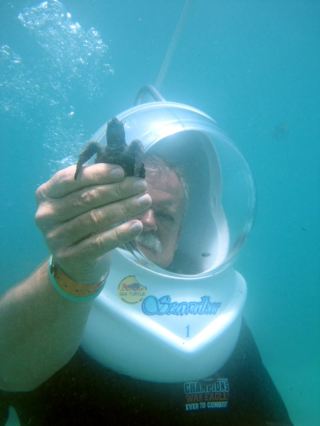 baby turtle release