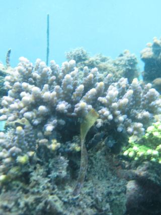 Planted Coral