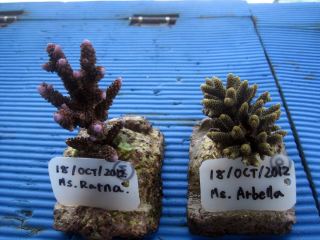 Coral to Plant Coral to Plant