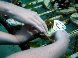 Planting Coral in Nusa Dua, Bali